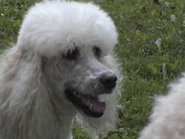 dsc00810.jpg